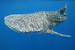 Whale_Shark-134